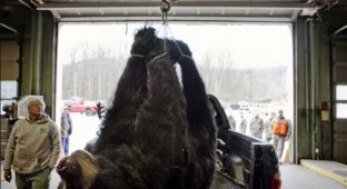 Охота на черного медведя в Нью-Джерси (9 фото)