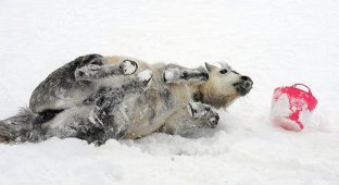 Зимние забавы животных (30 фото)