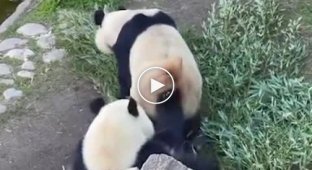 Тяжелая жизнь самки панды, которая требует любви от самца