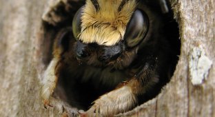 Дом для пчел и шмелей (13 фото)