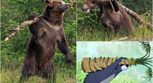 Как в мультфильме: медведь чешет спину стволом дерева (7 фото)