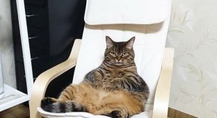 18 толстых котов, которым стоит сесть на диету (18 фото)