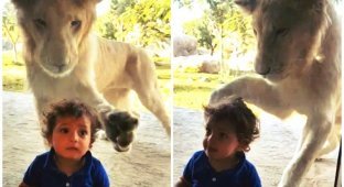 Лев пытается поближе познакомиться с ребенком в сафари-парке (4 фото + 1 видео)