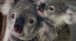 Забавные коалы (13 фото)