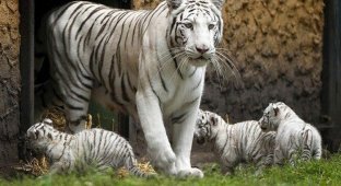 Тигрята выходят на первую прогулку (5 фото)