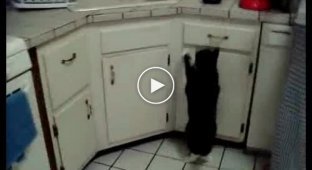 Толстый кот пытается запрыгнуть