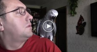 Болтливый попугай Гриша