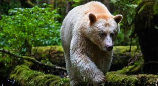 Кермодский медведь (9 фото)