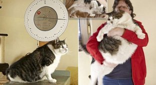 Самый толстый в мире кот страдает от ожирения и сахарного диабета (5 фото)