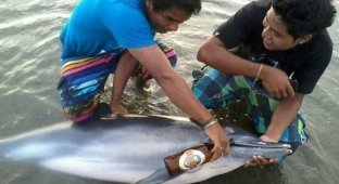 Защитники животных ищут шутников, напоивших дельфина пивом (4 фото)