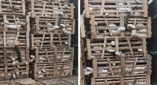 Усатые пленники: В Китае спасли 100 кошек (5 фото + 1 видео)