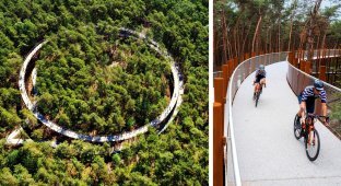 Велодорожка в Бельгии позволяет прокатиться по лесу на высоте 10 метров над землей (14 фото)