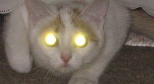 Мистический огонь, или Почему у кошек светятся глаза? (3 фото)