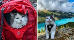 Пушистый кот из Канады гуляет по горам и ведёт Инстаграм, которому позавидует любой тревел-блогер (21 фото)