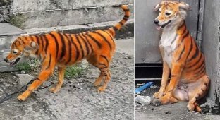 Защитники животных в ярости: кто-то раскрасил бездомного пса под тигра (4 фото)