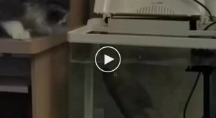 Аквариумная рыбка атаковала провоцирующего её кота