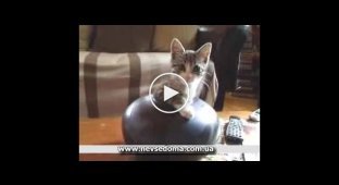 Малыш-котенок залез в вазу