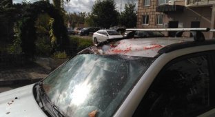 В Подольске на крышу автомобиля с 14 этажа сбросили арбуз (4 фото + видео)