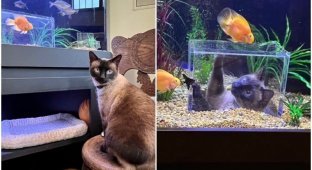 Кот прославился в сети благодаря своему крутому аквариуму (10 фото)