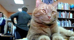 В Тверской области живодер убил единственного кота-библиотекаря (5 фото)