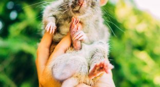 Девушка выпустила удивительную серию фотографий с мышатами