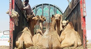 Утонченное искусство верблюжьей стрижки (10 фото)