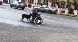 Пёс помогает своему хозяину передвигаться в инвалидной коляске