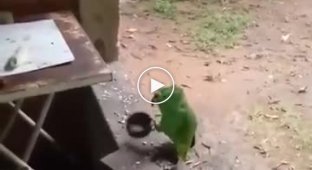 Забавный зеленый попугай поет детскую песенку