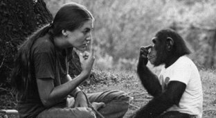 Насколько умными могут быть обезьяны (4 фото + текст)