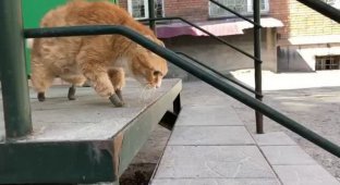 Русский кот Рыжик, отморозивший все 4 лапы, поучил протезы и теперь может ходить (12 фото + 1 видео)