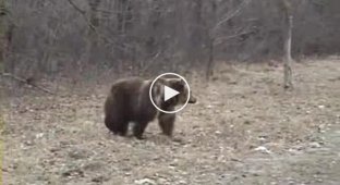 Медведь на дорогах Украины