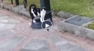 Незнакомец помог котику утолить жажду
