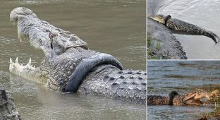 В Индонезии разыскивается храбрец для близкого общения с крокодилом (8 фото + 1 видео)