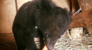 Жители Приморья "отвоевали" раненого медвежонка-сироту у дачников-живодёров (2 фото)