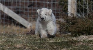Полярный медвежонок, рождения которого Великобритания ждала 25 лет, вышел на первую прогулку с мамой (12 фото + 2 видео)