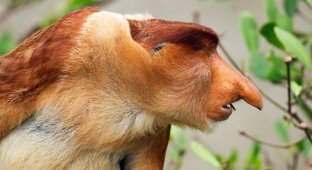 По следам самых неуловимых приматов в мире (13 фото)