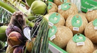 "Жизни обезьян имеют значение": в Британии отказались от кокосов, собранных макаками (3 фото)