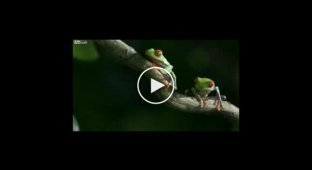 Очень красивое видео о природе