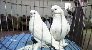 Однажды в Австралии или 10 лет за 2 голубя (2 фотографии)