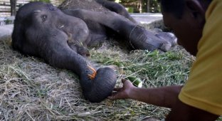 Скандал в самом большом зоопарке Индонезии (9 фото)