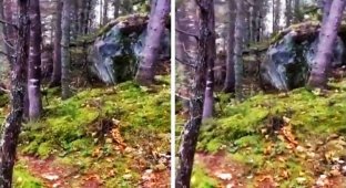 «Дышащая» земля в канадском лесу смутила интернет (3 фото + 2 видео)