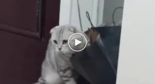 Застрявшая в пакете кошка пожалела о своем любопытстве