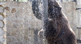 Медведь, который очень любит утренний душ (4 фото)