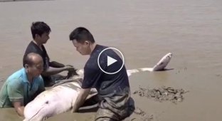 В Китае спасли белого дельфина выброшенного на мелководье