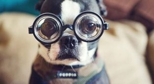 Кошки и собаки в очках (28 фото)