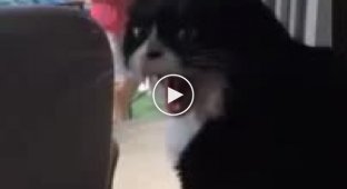 Истеричная реакция кота увидевшего как его хозяин привёл домой собаку
