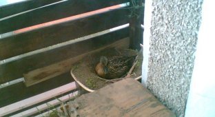 Утка нашла себе новый дом на балконе (3 фото)