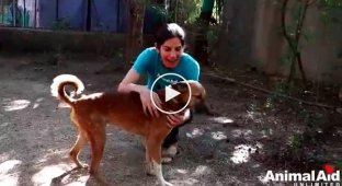 Парни с добрым сердцем из Animal Aid, помогли бездомной собаке, которая уже лежала и затухала на глазах