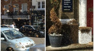 Огромный рой пчел атаковал пригород Лондона (4 фото)
