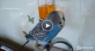Разговорчивый попугай